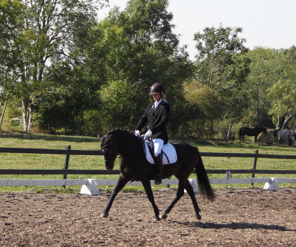 New Forest Skovlundegårds Quality SOLGT billede 9