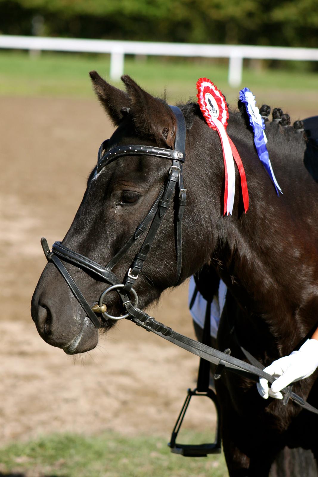 New Forest Skovlundegårds Quality SOLGT billede 10