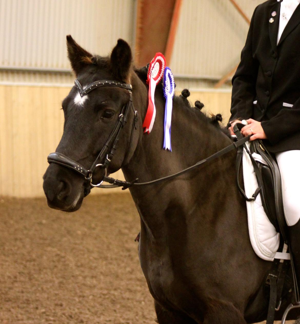 New Forest Skovlundegårds Quality SOLGT billede 12