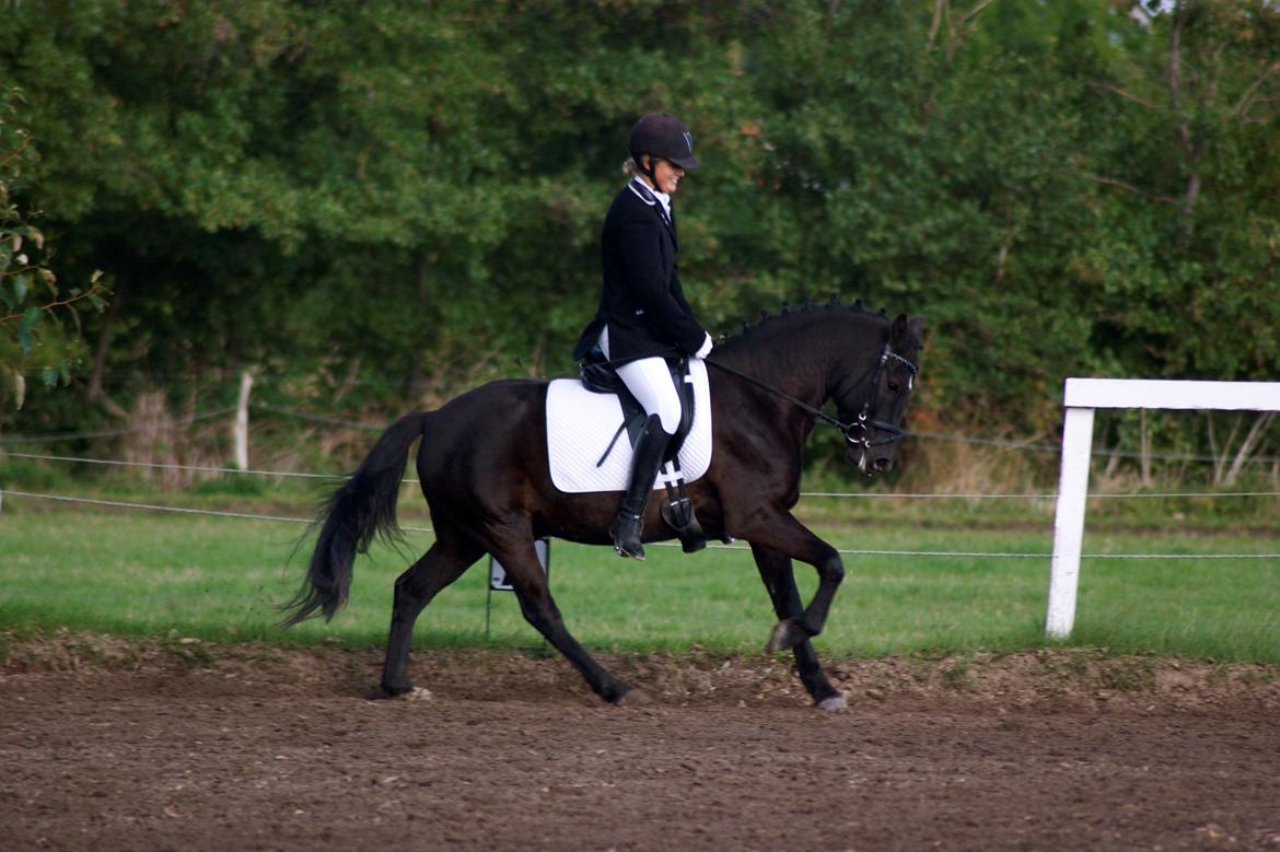 New Forest Skovlundegårds Quality SOLGT billede 15