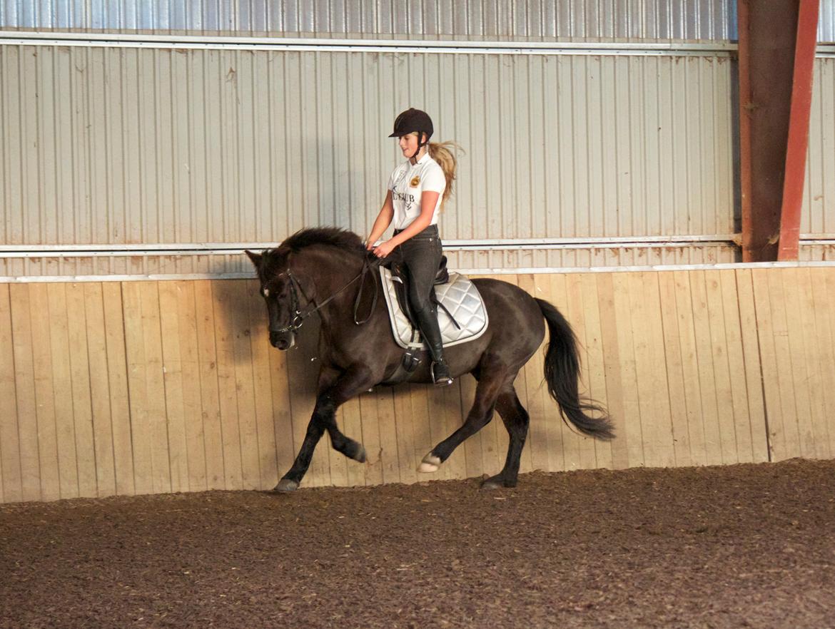 New Forest Skovlundegårds Quality SOLGT billede 16