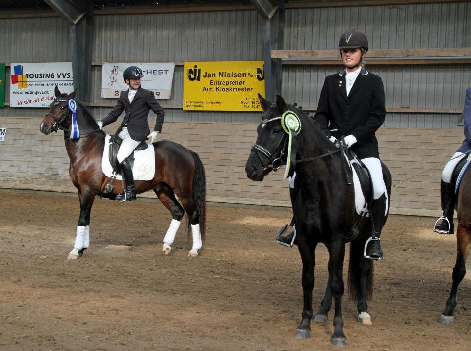 New Forest Skovlundegårds Quality SOLGT billede 17