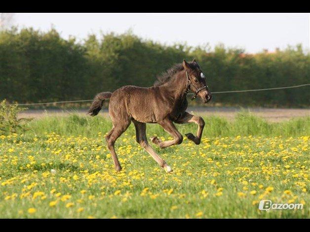 New Forest Skovlundegårds Quality SOLGT billede 18