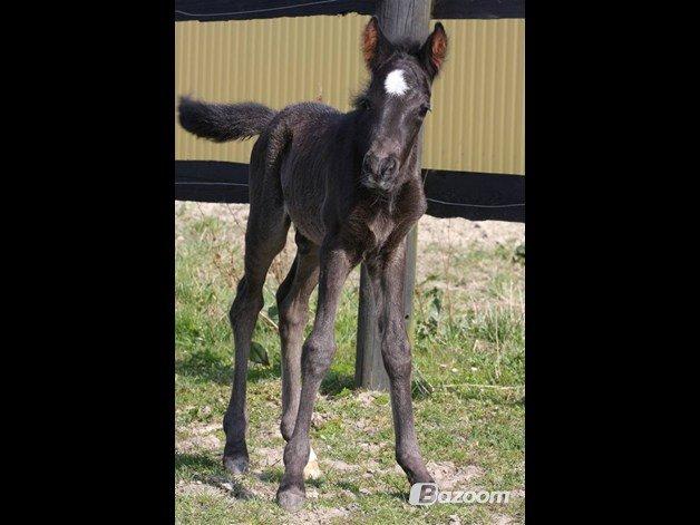 New Forest Skovlundegårds Quality SOLGT billede 19