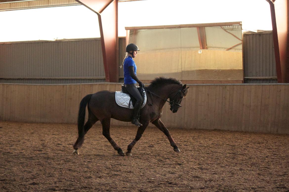 New Forest Skovlundegårds Quality SOLGT billede 6