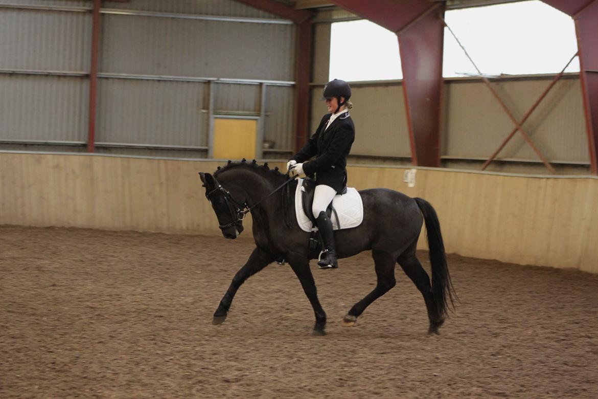 New Forest Skovlundegårds Quality SOLGT billede 14