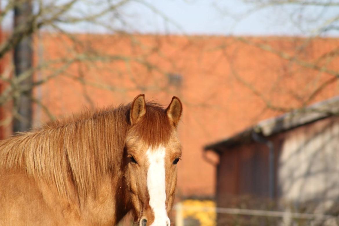 Anden særlig race Smilla ~Tykke <3~ - Søde Smilla på fold <3 billede taget af Frederikke  billede 7