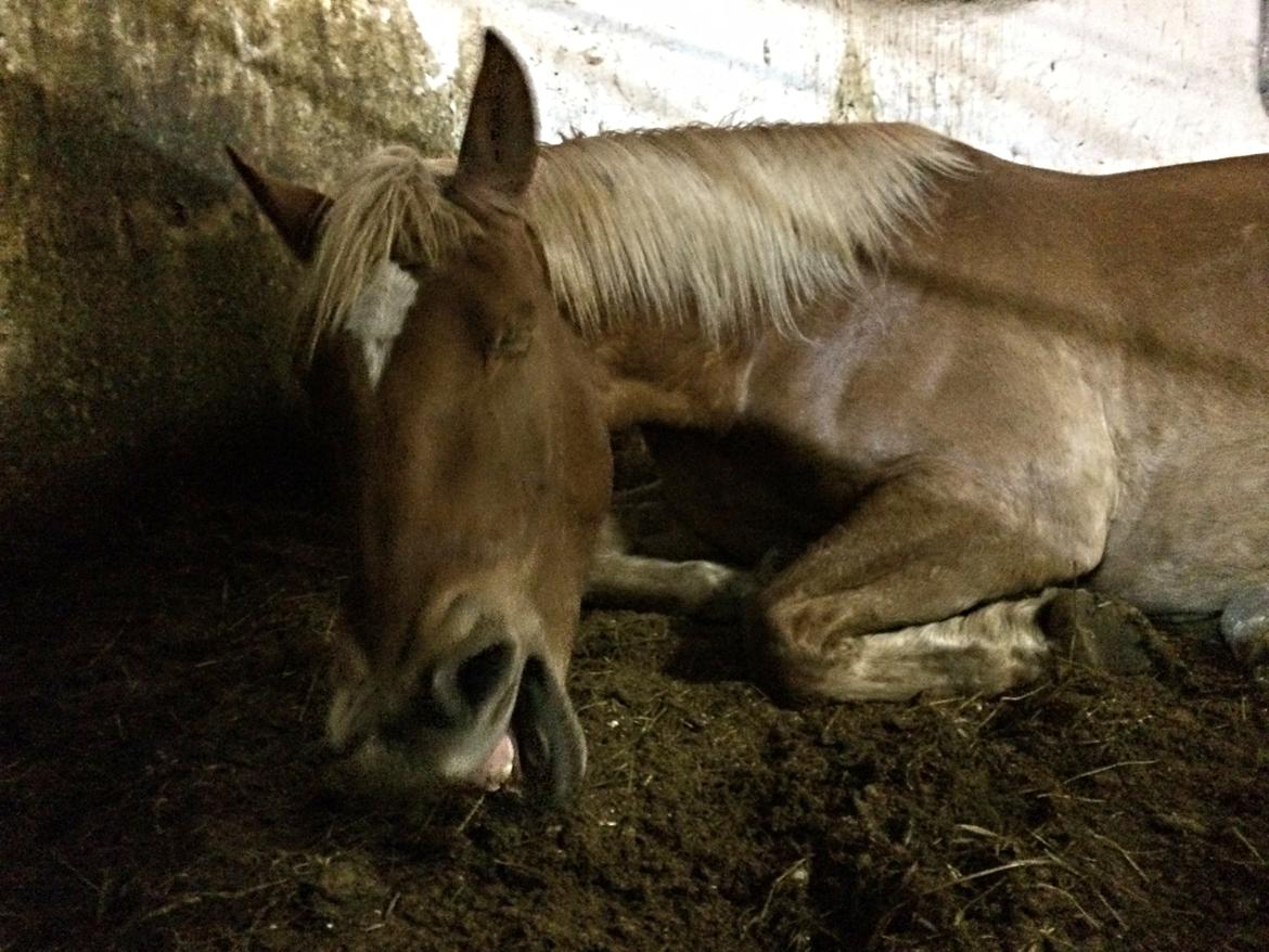 Frederiksborg | Ajaxander Jones (Ajax) billede 40
