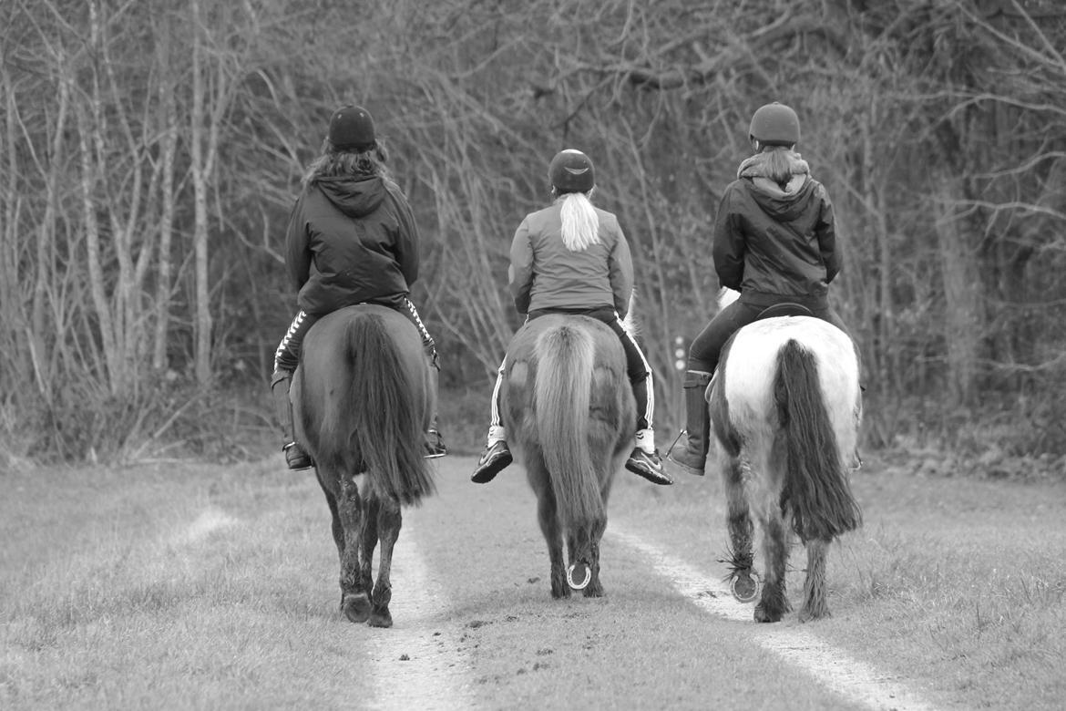 Irish Cob Crossbreed Palle - 21-02-2014  billede 20