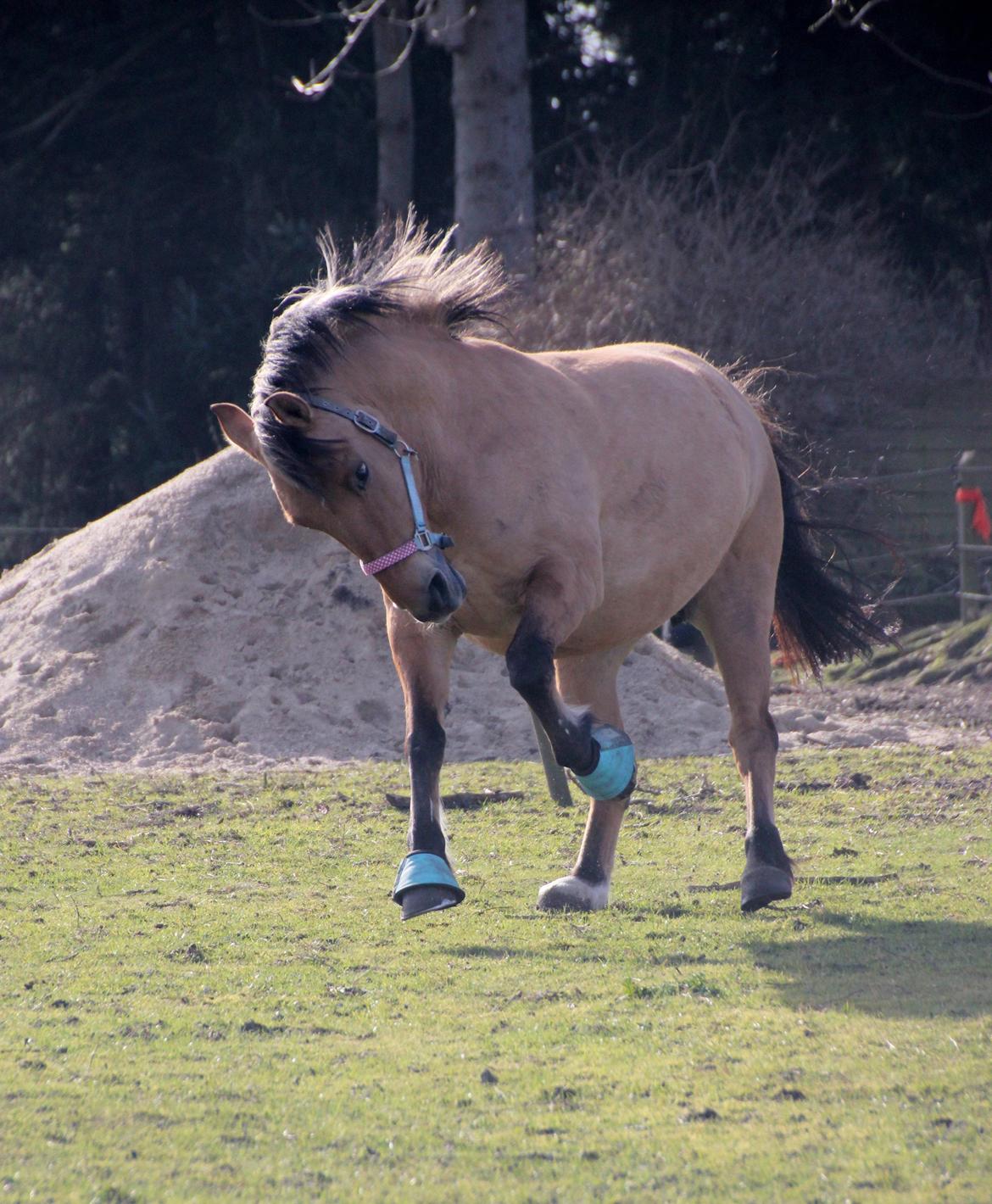 Anden særlig race Isabella<3 - vilde pony (; billede 24