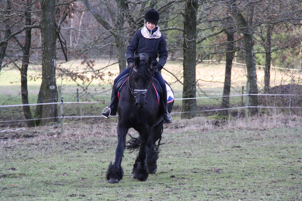 Frieser Tothøjlunds Joy billede 9