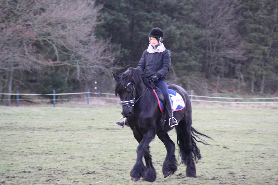 Frieser Tothøjlunds Joy billede 12