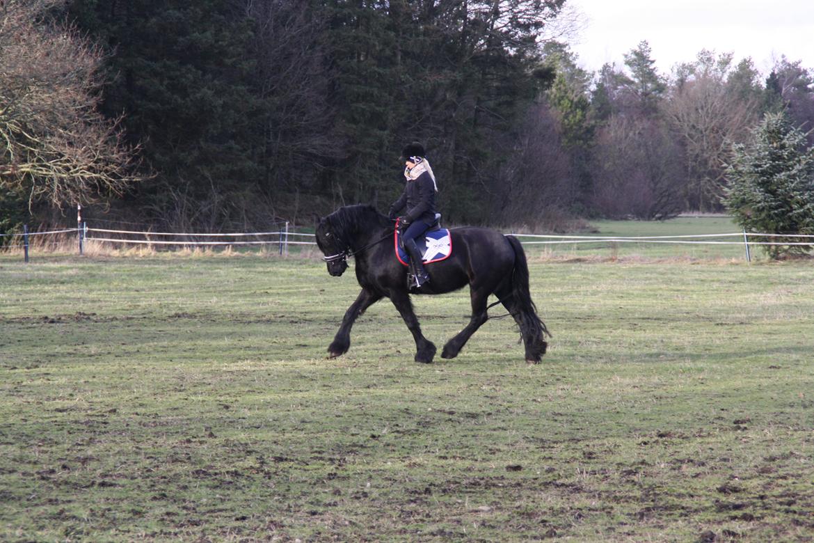 Frieser Tothøjlunds Joy billede 11