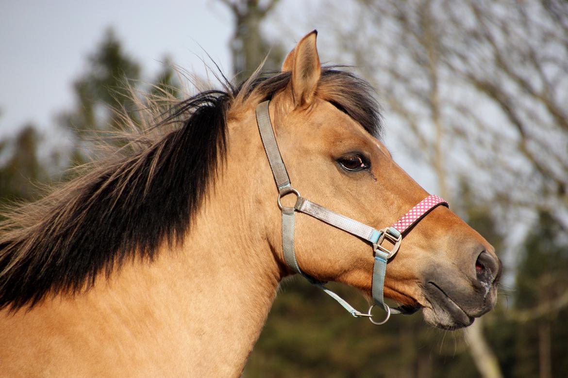 Anden særlig race Isabella<3 billede 12