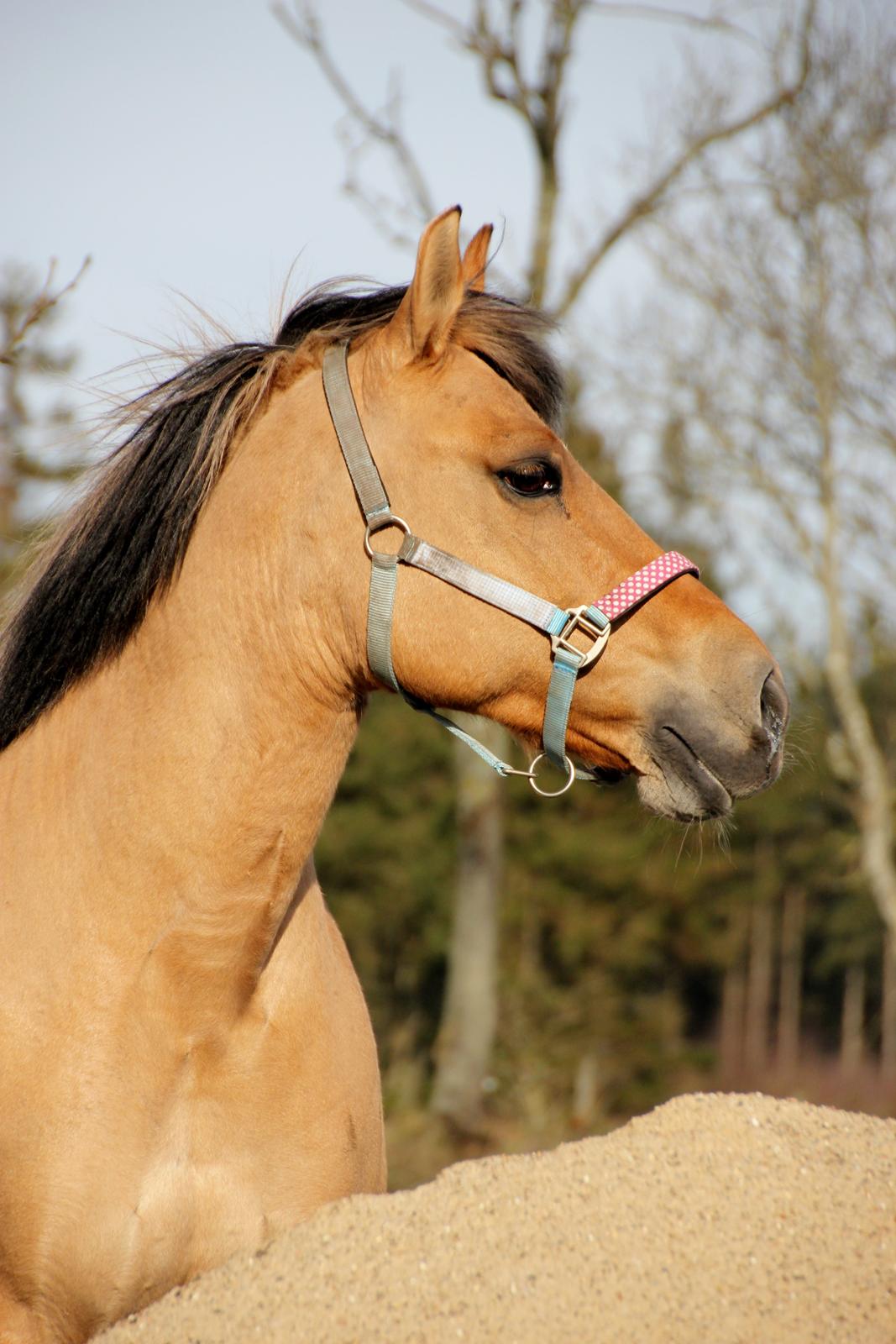 Anden særlig race Isabella<3 billede 14