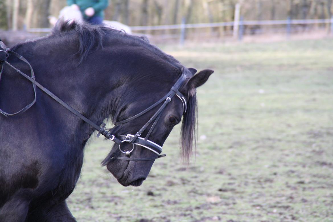 Frieser Tothøjlunds Joy billede 14