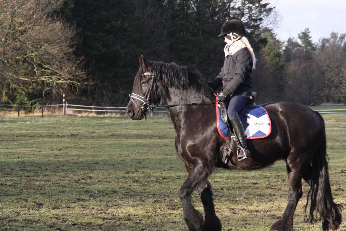 Frieser Tothøjlunds Joy billede 4