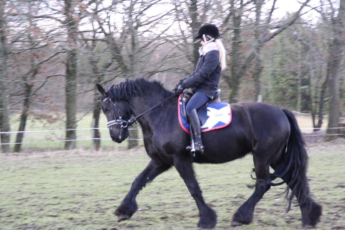 Frieser Tothøjlunds Joy billede 6