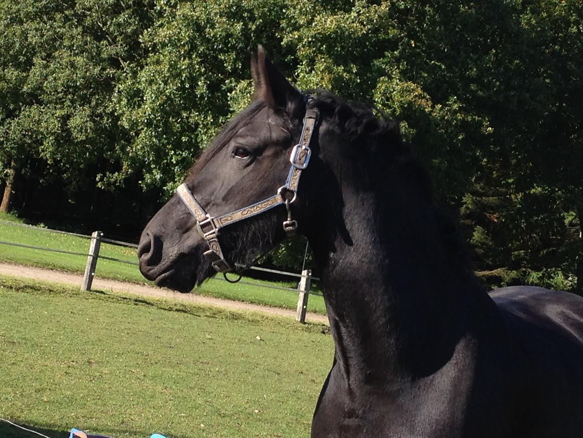 Frieser Tothøjlunds Joy billede 7
