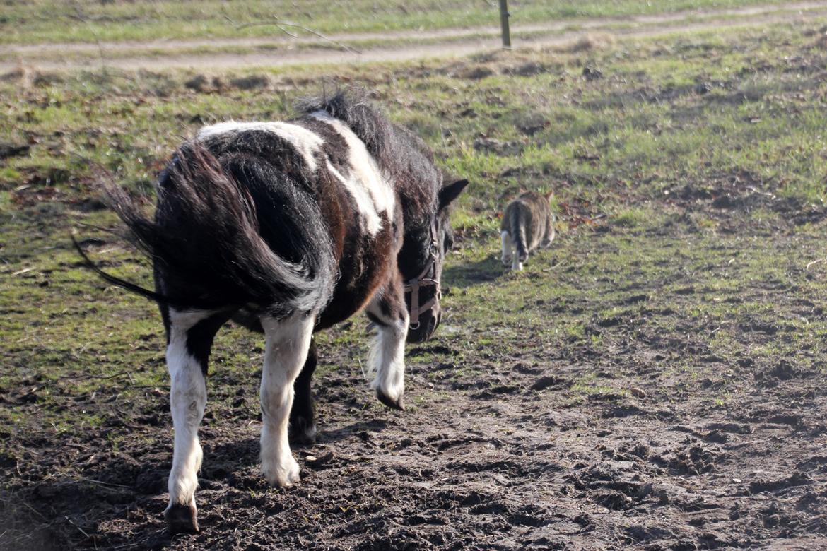 Anden særlig race Pusle billede 11