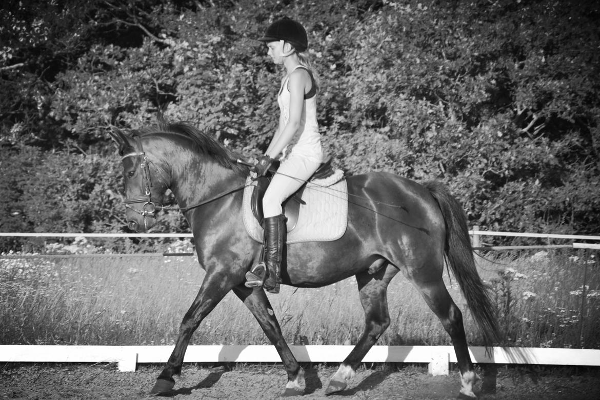 New Forest Krondalens Dropan - En glad lille Dropan billede 8