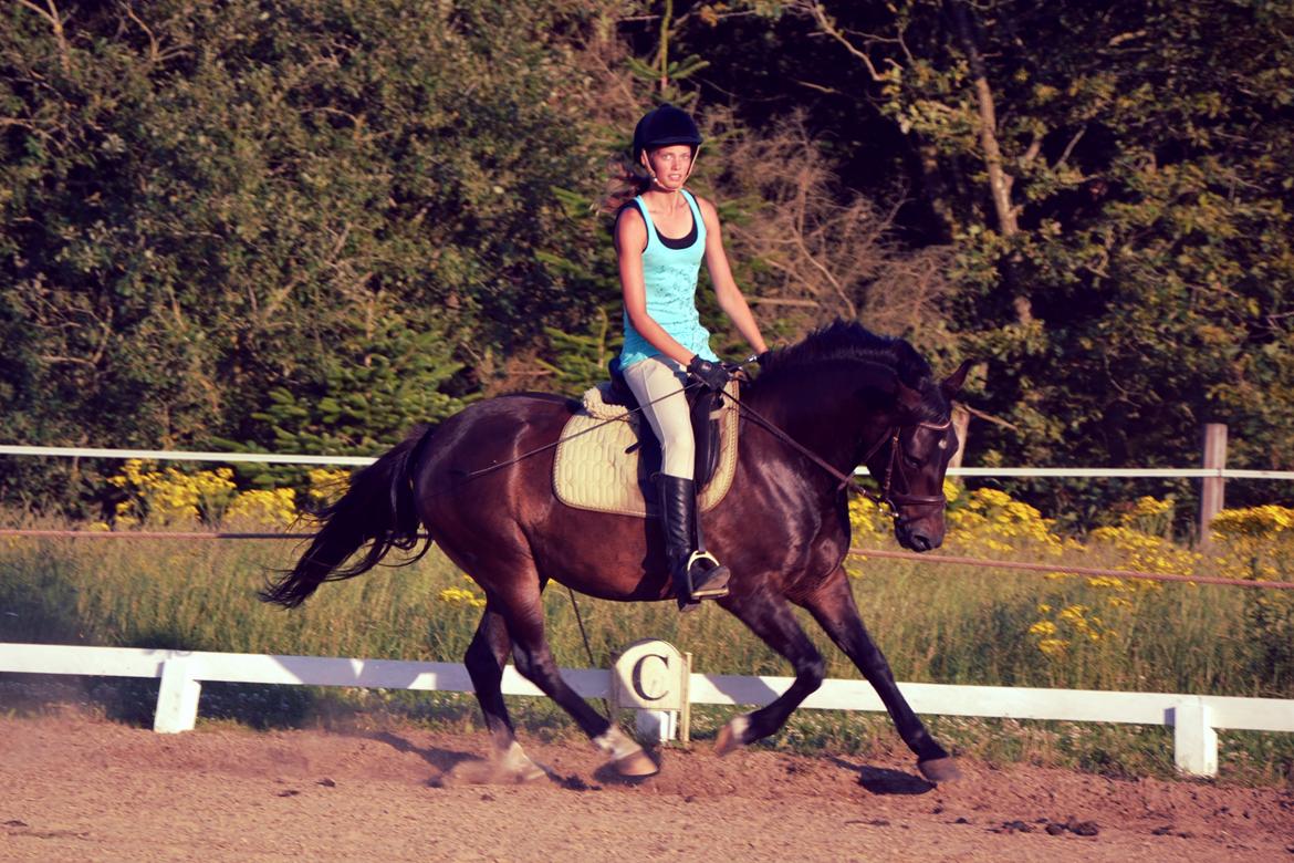 New Forest Krondalens Dropan - En dejlig galop billede 6