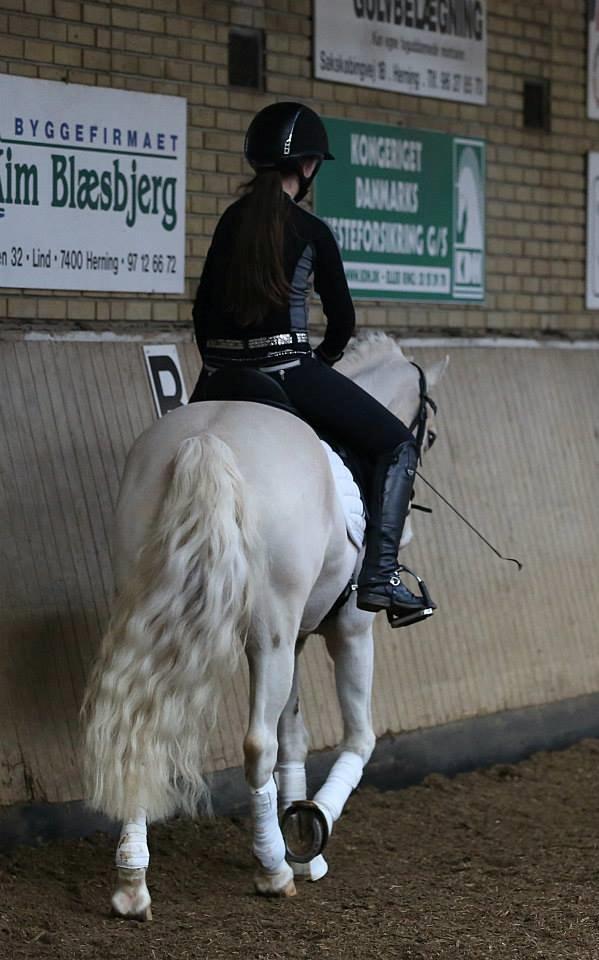 Welsh Pony af Cob-type (sec C) Rosengårdens nathowra - Tusind tak fordi at du så med! Læg meget gerne en kommentar! :D billede 14