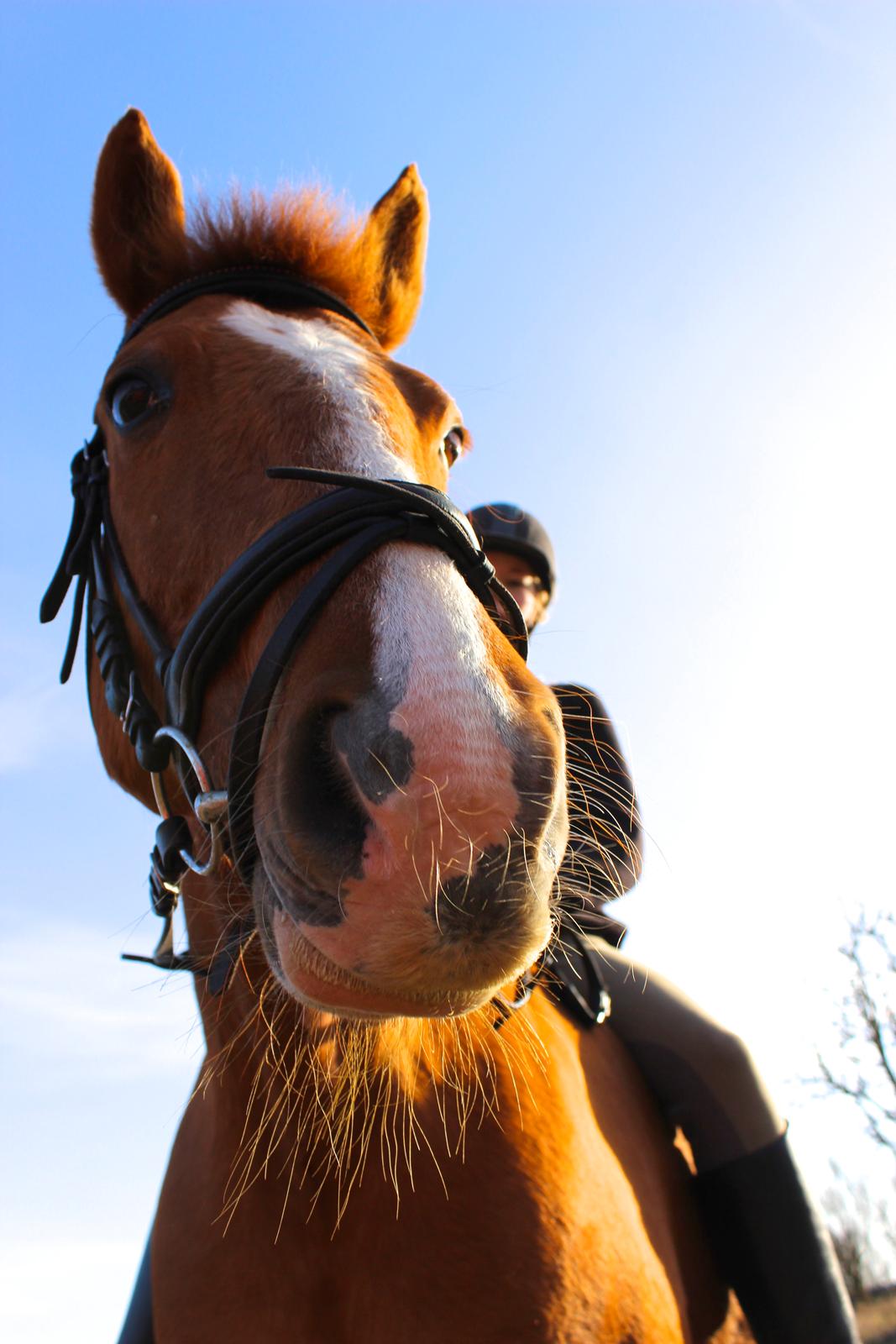 Frederiksborg Tastum Queen billede 2
