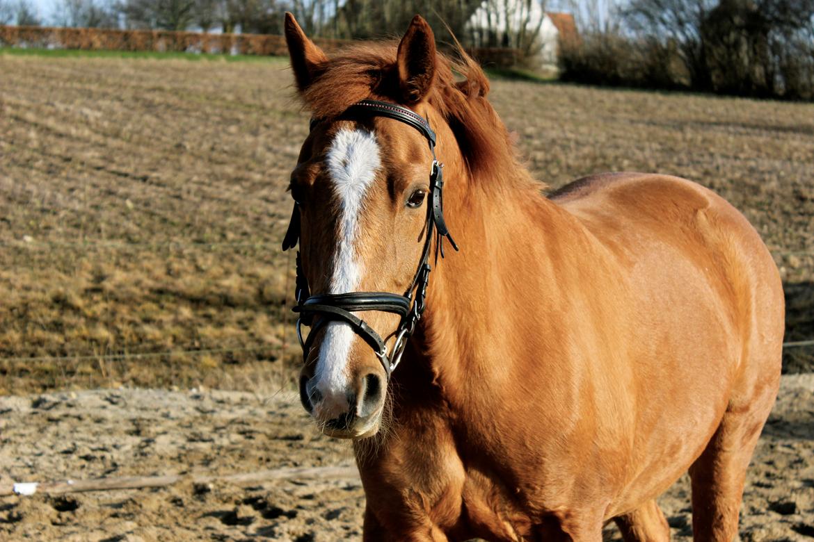 Frederiksborg Tastum Queen billede 10