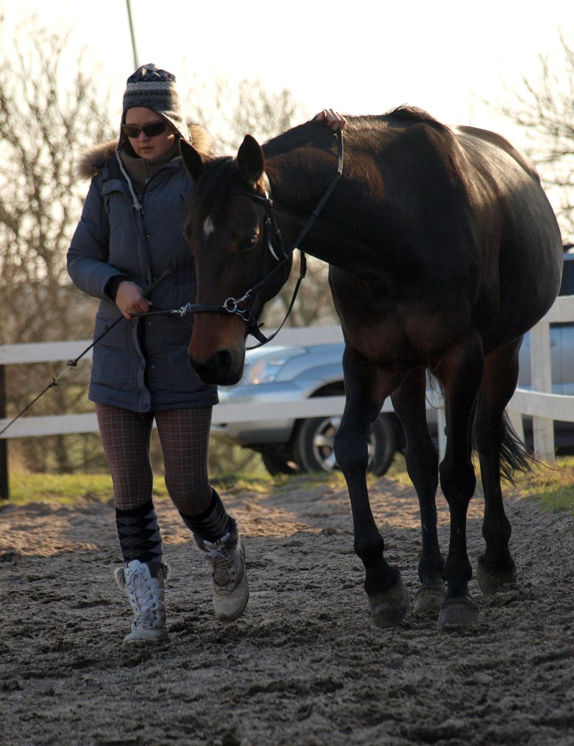 Traver Ghost Win (US) - 23/02/14 Akademisk træning for hånd, på vej ind på volte. billede 15