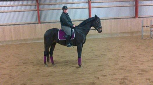 Dansk Varmblod Ulriksmindes Lucky Dice - 5 år 20/2 2014 billede 14