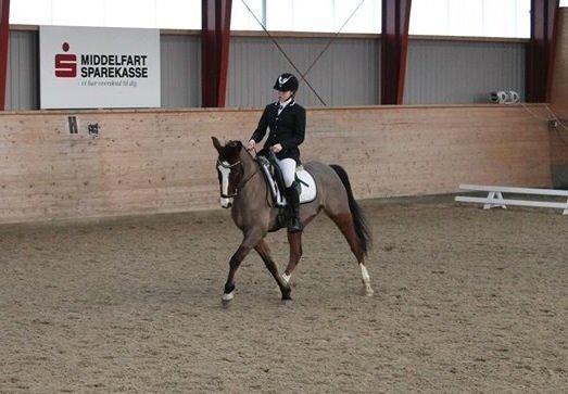 New Forest *Ladegaardens Prodian* billede 5