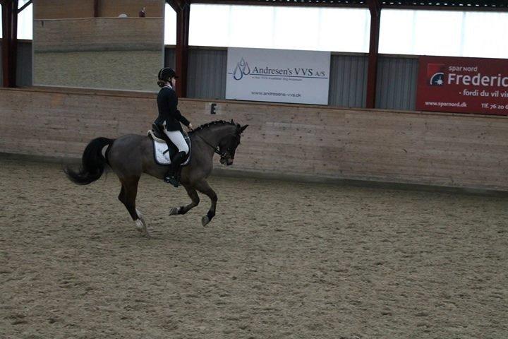 New Forest *Ladegaardens Prodian* billede 10