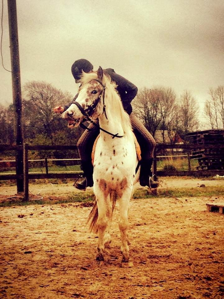 Knabstrupper Frode - Rider for første gang selv rundt på Frode, her smiler han fra ryggen <3 
Foto: Camilla Stormont billede 12