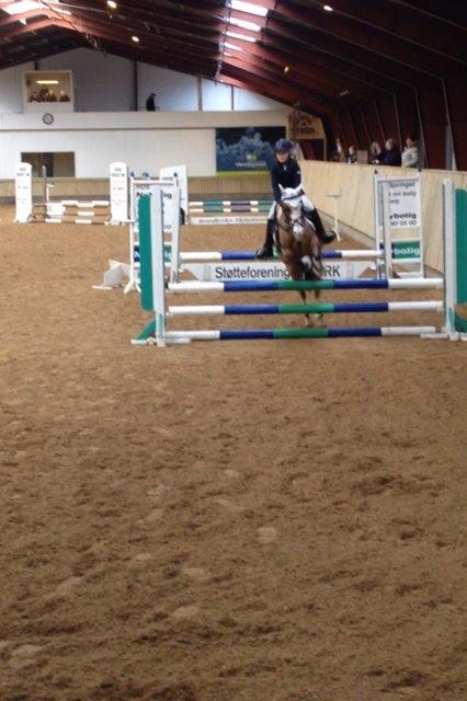 New Forest Judy billede 1