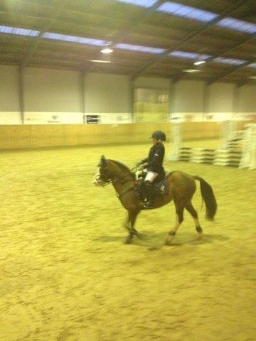 New Forest Judy billede 2