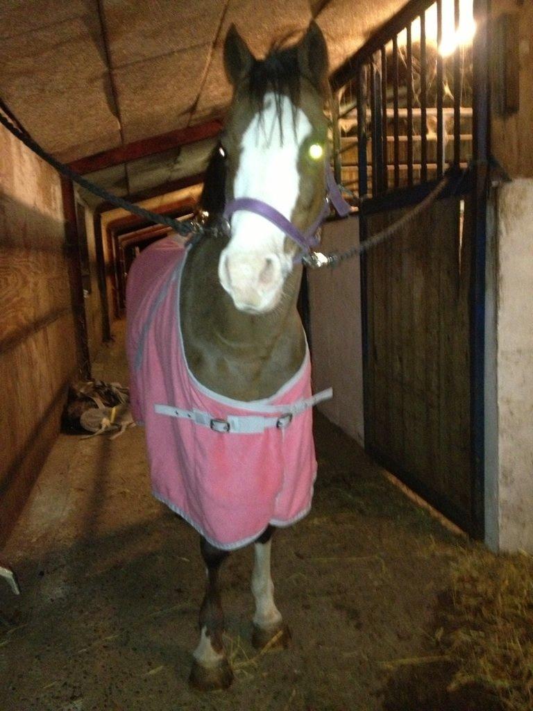 New Forest Judy billede 4