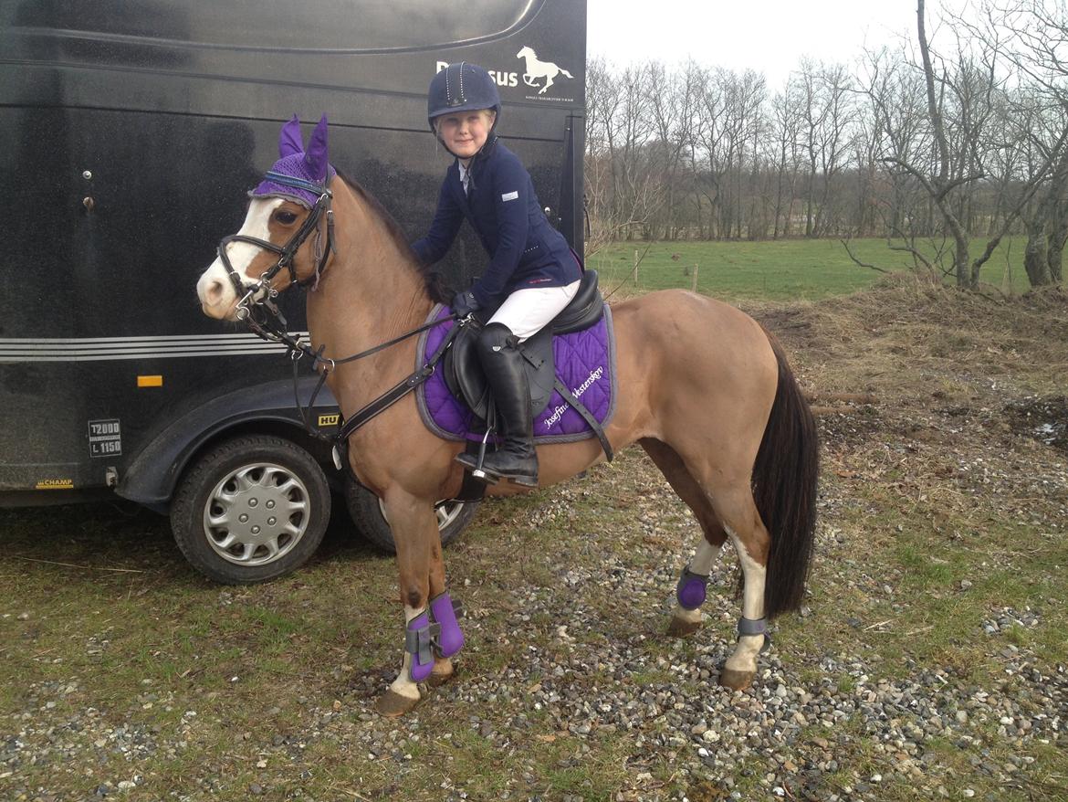 New Forest Judy billede 7