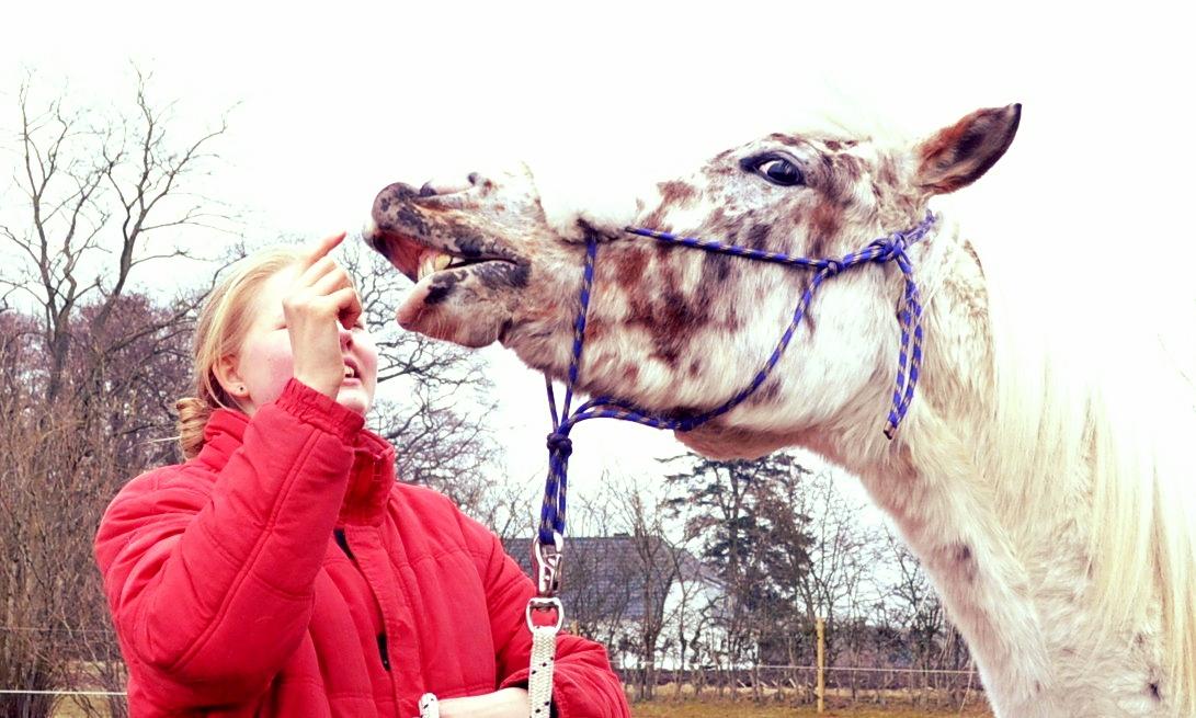 Knabstrupper Frode billede 11