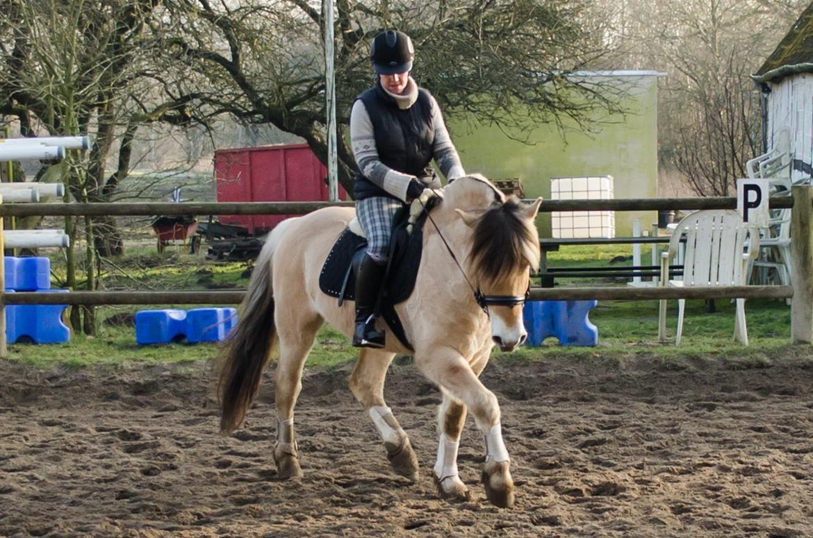 Fjordhest KRAGELUNDS TRYM - 23.02.14 - Dressurundervisning billede 15