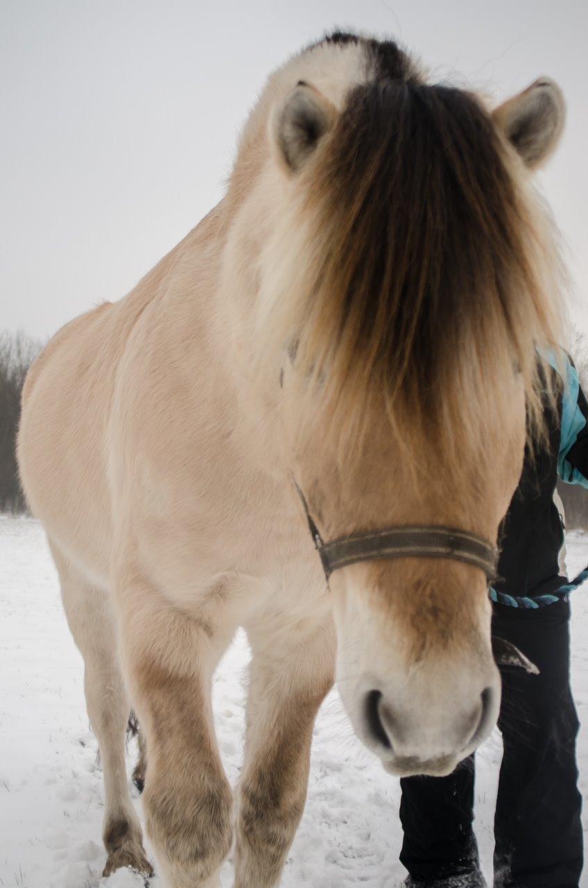 Fjordhest KRAGELUNDS TRYM - 27.01.14 - Trym i sneen :) billede 17