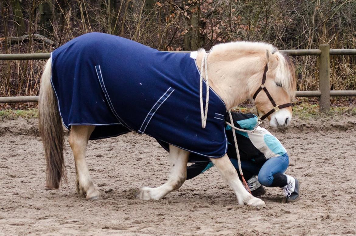 Fjordhest KRAGELUNDS TRYM - 12.02.14 - Trym er igang med at lære at neje :) billede 16