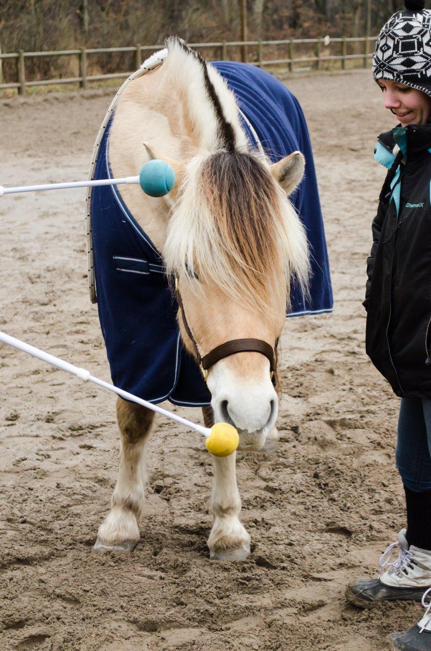 Fjordhest KRAGELUNDS TRYM - 12.02.14 - Targettræning, Trym skal kun båtte på den gule, og det var han super sej til! billede 18