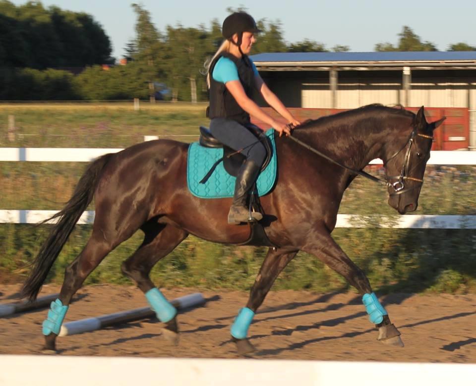 Dansk Varmblod Bornhøfts Black Luc - Første gang på ryggen af Luc.  billede 3