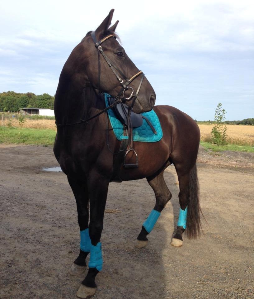 Dansk Varmblod Bornhøfts Black Luc - Sommer 2013.  billede 5