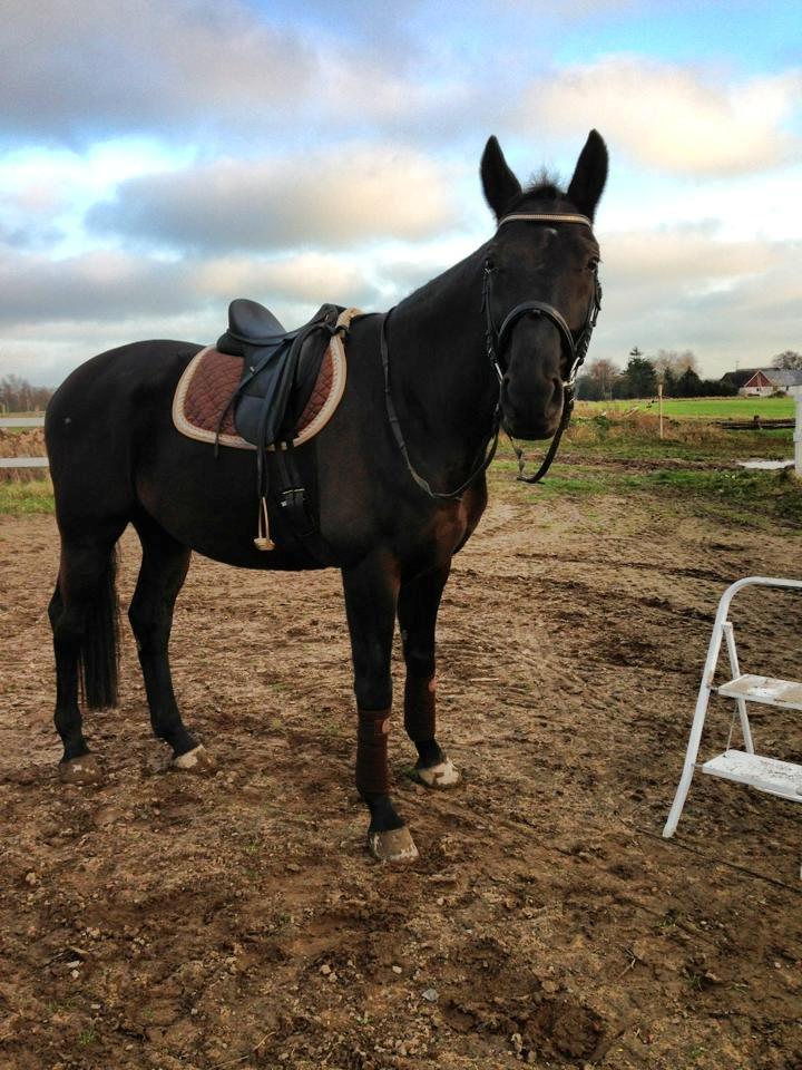 Dansk Varmblod Bornhøfts Black Luc - Dressurundervisning hjemme på banen :-)  billede 6