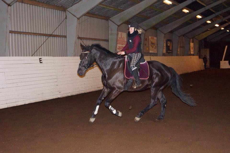 Dansk Varmblod Bornhøfts Black Luc billede 7