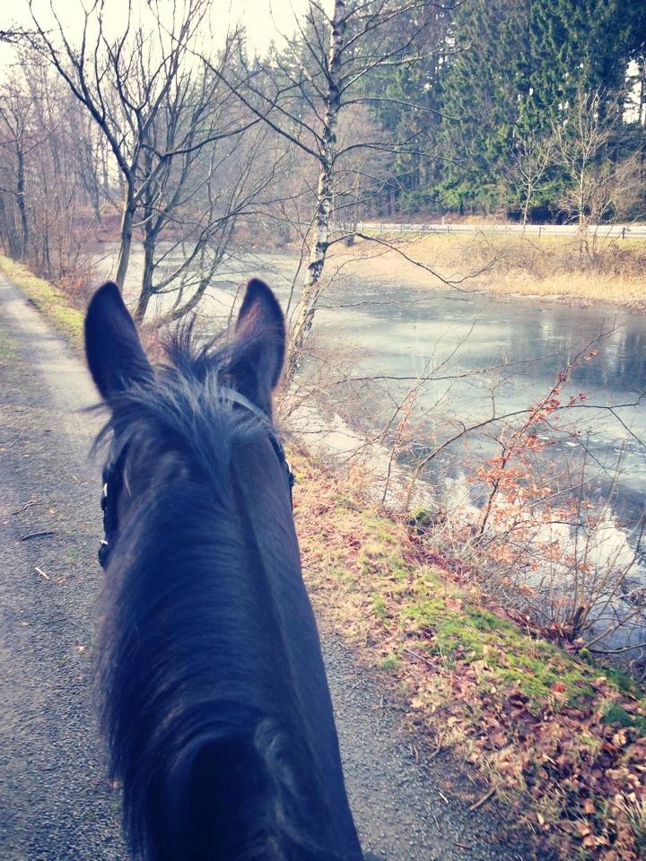 Dansk Varmblod Bornhøfts Black Luc - Skovtur vinter 2014 :-)  billede 4
