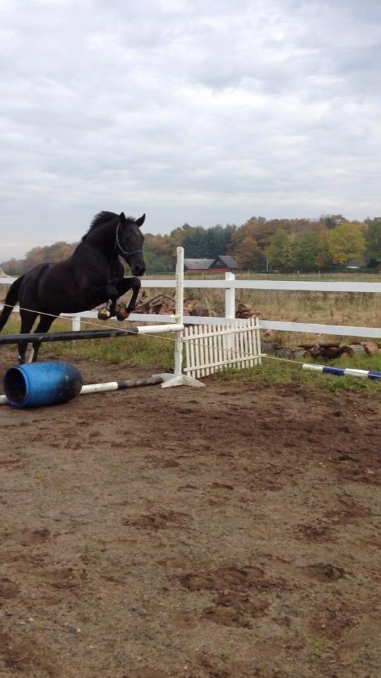 Dansk Varmblod Bornhøfts Black Luc - Løsspringning for 3. gang her på bornholm :-)  billede 9