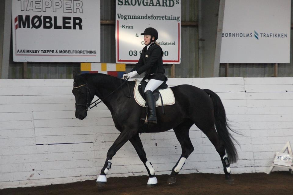 Dansk Varmblod Bornhøfts Black Luc - Opvarmning til springstævne billede 11
